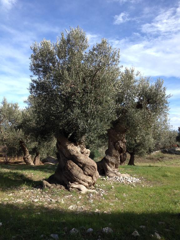 Masseria Purgatorio Fasano Buitenkant foto